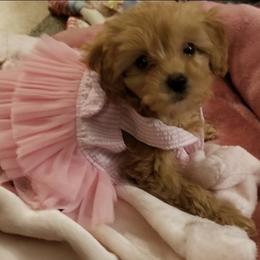 Yorkipoo and Yorkshire Terrier Puppies from Texas Yorkies and Yorkiepoos