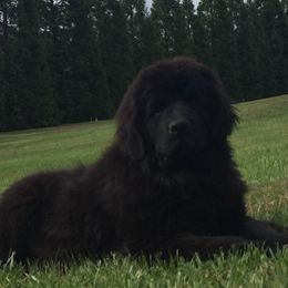 Newfoundlands from Mount Olympus Newfies