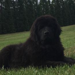 Newfoundlands from Mount Olympus Newfies