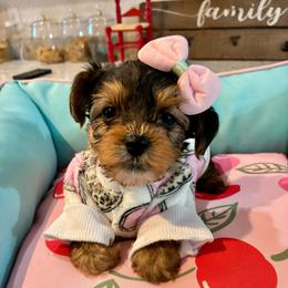 Celeste - Black and tan female Yorkshire Terrier puppy in Yuma, Arizona from Yuma Yorkie