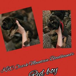 Boy 1 - Black and tan male Bloodhound puppy in Stone Hill, Missouri from KRC Ozark Mountain Bloodhounds