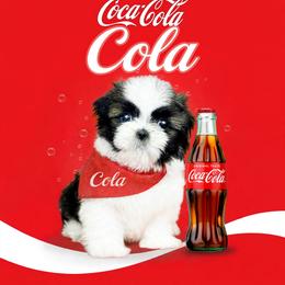 Shichon and Shih Tzu Puppies from Angie’s Teddy Bear Puppies Minnesota