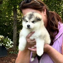 Girl 5 - Gray and white female Alaskan Malamute puppy in Ramsey, Minnesota from Windchaser Kennels
