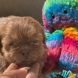 Christian - Liver and white male Shih Tzu puppy in Detroit, Michigan from Friends4everkennel LLC