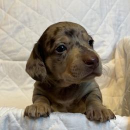 Dachshund Puppies from Victoria’s Dachshunds
