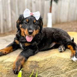 Maple - Unfurnished - Phantom female Bernedoodle puppy in Pittsburgh, Pennsylvania from WestPenn Doodles LLC