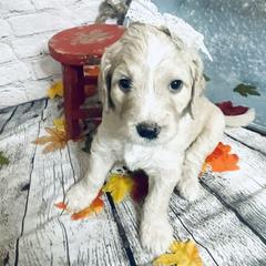 Double Doodle Puppies from North Texas Golden Mountain Doodles