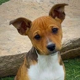 Fem 1 - Red white and sable female Rat Terrier puppy in Denver, Colorado from K2 RAT TERRIERS (COLORADO)