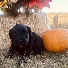 Everything - Black female Goldendoodle puppy in Point, Texas from Tiny Paws Goldendoodles