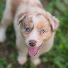 Riata - Red merle female Australian Shepherd puppy in Keyser, West Virginia from Heartfelt Hollow Farm