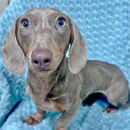 Silver - Dachshund