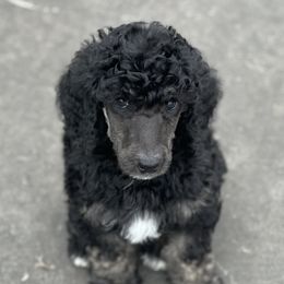 Girl 2 - Poodle puppy in Mooresville, North Carolina from True Blue Standard Poodles