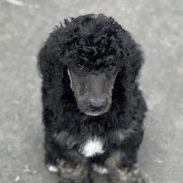 Girl 2 - Poodle puppy in Mooresville, North Carolina from True Blue Standard Poodles