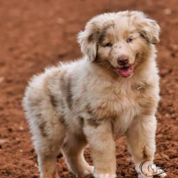 Floki - Red merle male Australian Shepherd puppy in Tuscola, Texas from Rockin D Ranch
