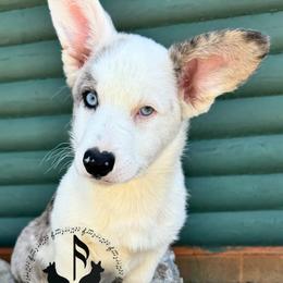 Nori - Cardigan Welsh Corgi