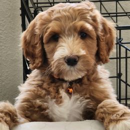 Goldendoodles and Labradoodles from Karson's Doodles