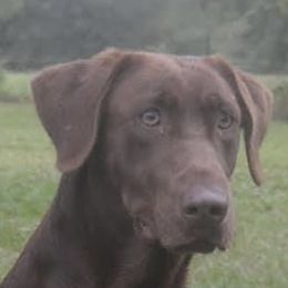 Rae - Labrador Retriever