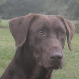 Rae - Labrador Retriever