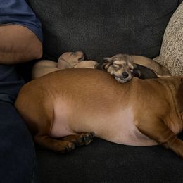 Dachshund Puppies from Alpine Meadow Dachshunds