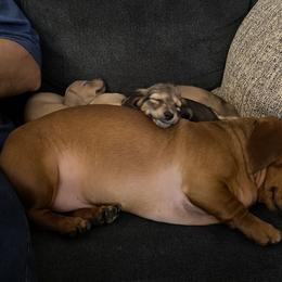 Dachshund Puppies from Alpine Meadow Dachshunds