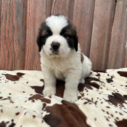 Green male - Brown and white male Saint Bernard puppy in Milroy, Minnesota from Shoen Saint Bernards
