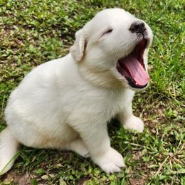 OFA Health Tested GREEN - White Great Pyrenees puppy in Lynchburg, Tennessee from Flashlight Farmers AKC Great Pyrenees