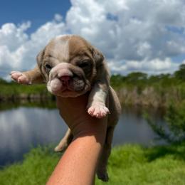Boy 1 - Fawn and white male Bulldog puppy in Hobe Sound, Florida from Amanda’s Bullies