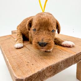 Milk Dud - Red  female Goldendoodle puppy in Sunman, Indiana from Brunsman Country Doodles LLC