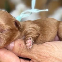 Louie - Apricot male Cavapoo puppy in Yuciapa, California from AlltheDoodlez_