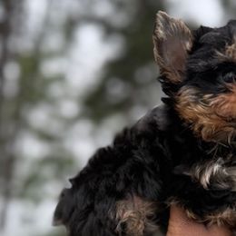 French Bulldogs and Yorkshire Terriers from Twinkle Paws Frenchies and Yorkies