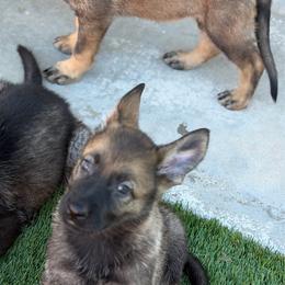 Pup 4 - Sable female German Shepherd puppy in Surprise, Arizona from Vom Wustefeuer German Shepherds