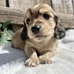 English Cream - Cream male Dachshund puppy in Nampa, Idaho from Long_and_Low_Dachshunds
