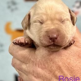 Rosie - Yellow Labrador Retriever puppy in Sandpoint, Idaho from Allen Sunnyside AKC Labs