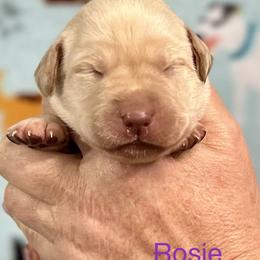 Rosie - Yellow Labrador Retriever puppy in Sandpoint, Idaho from Allen Sunnyside AKC Labs