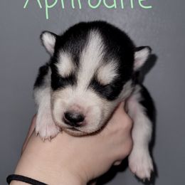 Pomsky Puppies from Paw-lenty of Pomskies