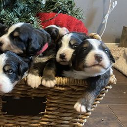Assorted Doodle Crosses and Bernese Mountain Dogs from J&F Country Canines
