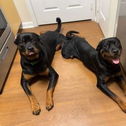 German Shepherd, Pembroke Welsh Corgi, and Rottweiler Puppies from Blitzenhaus Working Dogs
