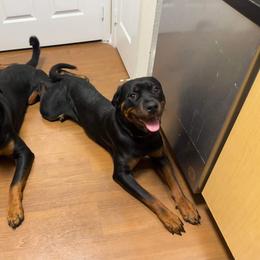 German Shepherd, Pembroke Welsh Corgi, and Rottweiler Puppies from Blitzenhaus Working Dogs