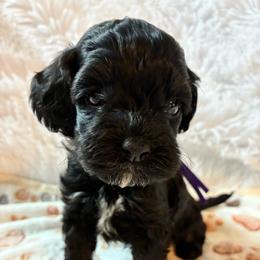 Dopey - Black and white male Cockapoo puppy in Adrian, Oregon from ApplebyFarm