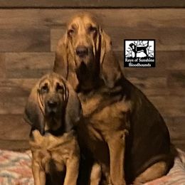 Stella - Bloodhound