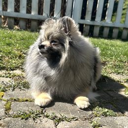 Voodoo - Pomeranian