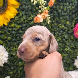 Crumpet - Dapple male Dachshund puppy in Jackson, Tennessee from BlackPine Kennels