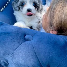 Aussiedoodle puppies from Biggie Ranch