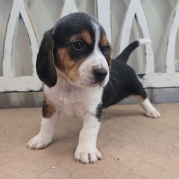 Yellow - Black red and white male Beagle puppy in Henefer, Utah from Lazy G Kennels