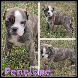 Penelope - Brown brindle female Olde English Bulldogge puppy in Merrill, Michigan from Haase Family Kennels