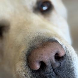 Addy - Labrador Retriever
