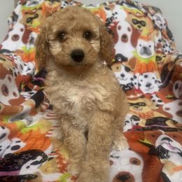 Lime girl - Cream female Poodle puppy in Millville, New Jersey from Michelle's Doodles