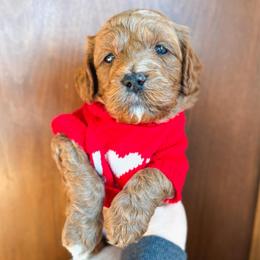 Rupert - Red  male Goldendoodle puppy in New Harmony, Indiana from Cottonwood Farms