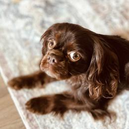 Tootsie - Cavalier King Charles Spaniel