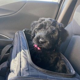 Giant Schnauzers and Miniature Schnauzers from K & S Schnauzers